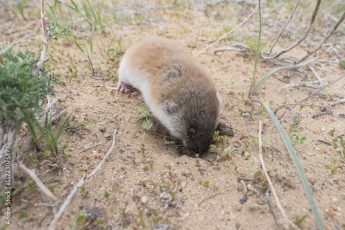 Zaisan or eastern mole vole (Ellobius tancrei) in natural desert habitats, southern Kazakhstan 