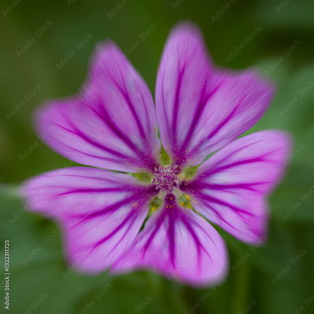 Fototapeta premium Fleur 6