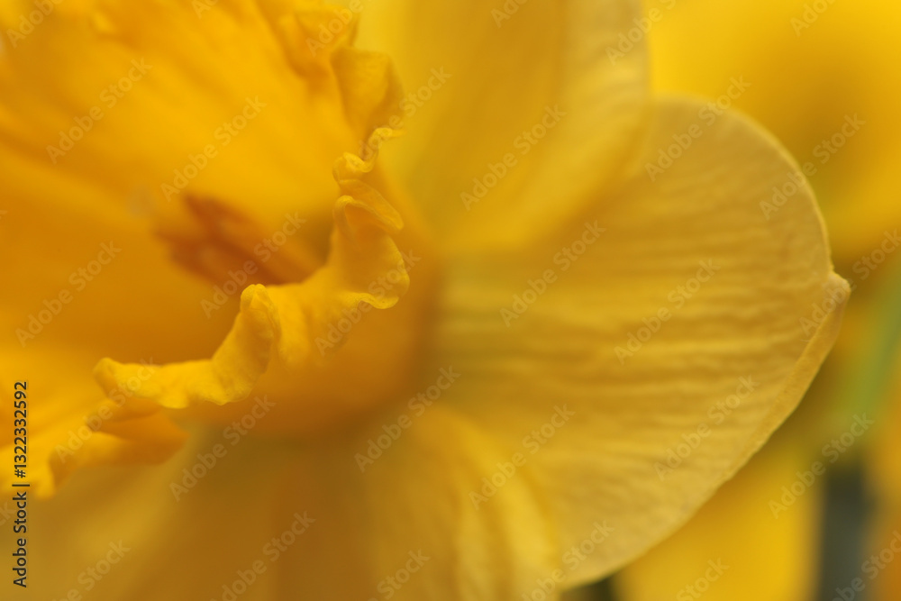 Smoke selective soft focus narcissus flower. Blur Yellow, orange natural abstract background. Smoke selective soft focus narcissus flower. Blur Yellow, orange natural abstract background.