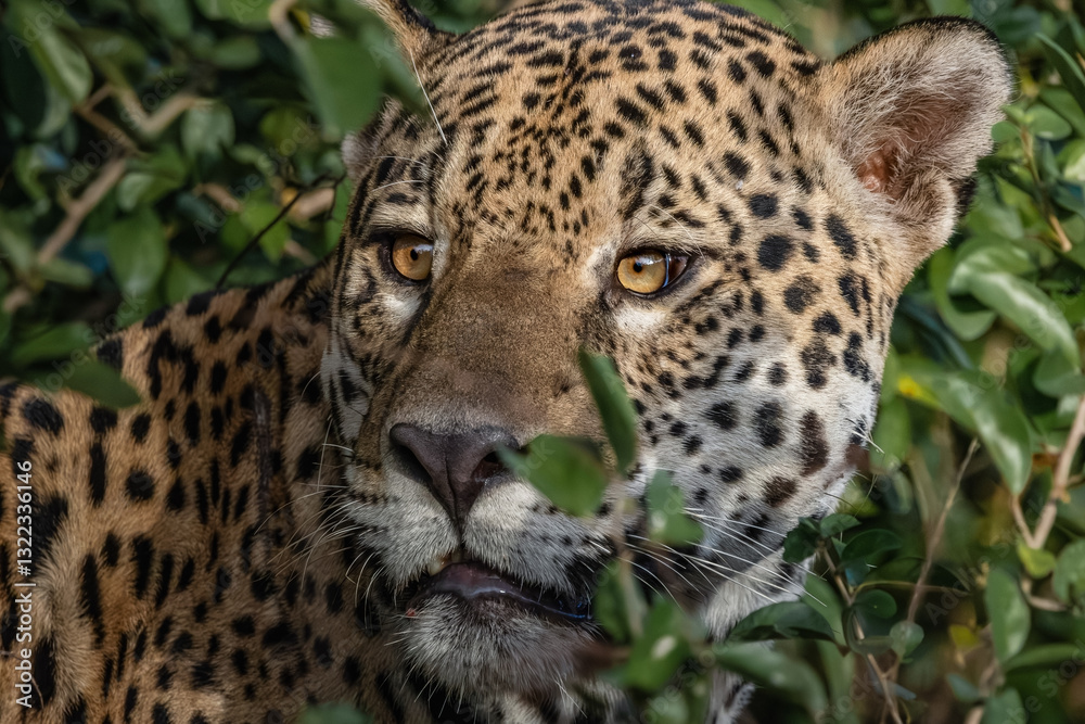 Obraz premium close up of jaguar.