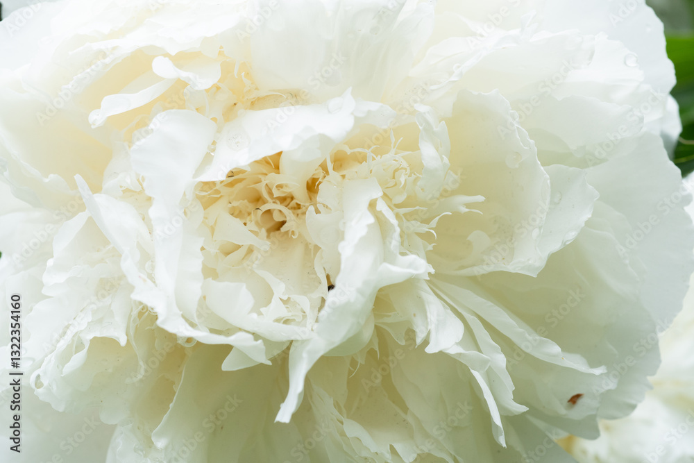beautiful white peony blooming flower as background at sunny day. extreme macro
