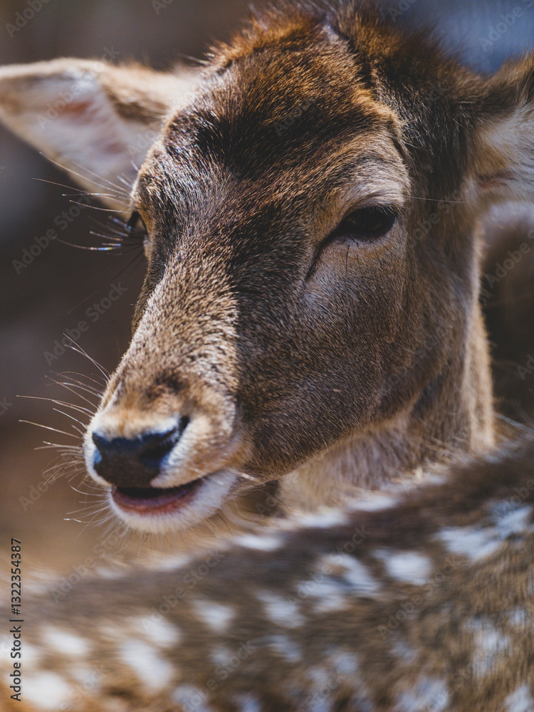 Fototapeta premium a beautiful deer in the forest