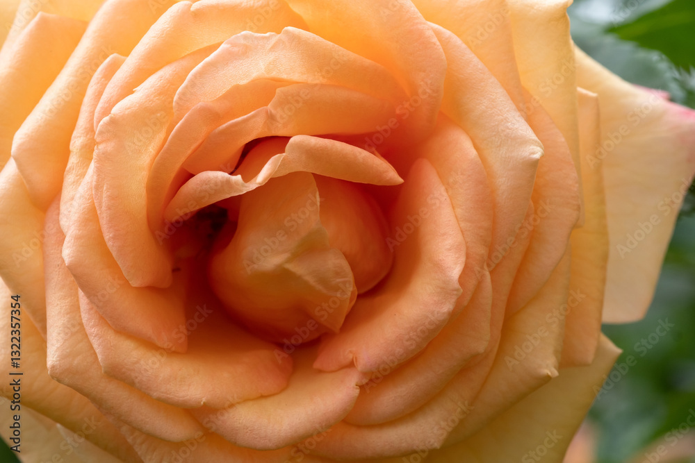 beautiful peach-apricot tea-rose at cloudy day. macro