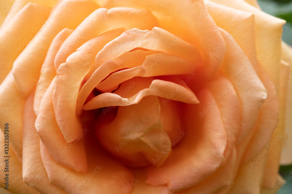 beautiful peach-apricot tea-rose at cloudy day. macro