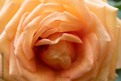 Obraz na płótnie beautiful peach-apricot tea-rose at cloudy day. macro w salonie