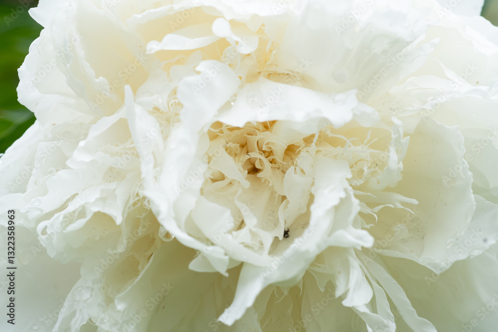 beautiful white peony blooming flower as background at sunny day. extreme macro