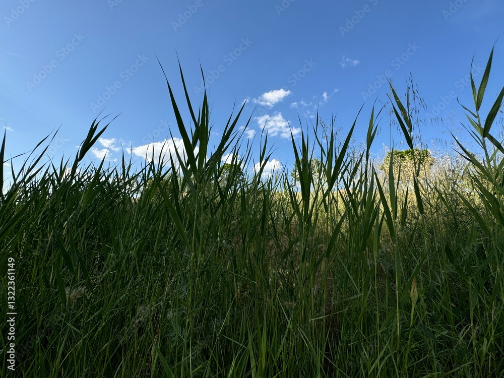 Obraz premium Fresh green leaves of the common reed plant, Phragmites australis. Close-up. Phragmites australis, known as the common reed, is a species of flowering plant in the grass family Poaceae.