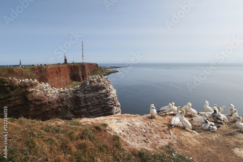 Wallpaper Mural Basstölpel sitzen auf einer Klippe der deutschen Nordseeinsel Helgoland. Die Felsen bestehen aus rotem Buntsandstein. Im Hintergrund ist der Leuchtturm von Helgoland zu erkennen. Torontodigital.ca