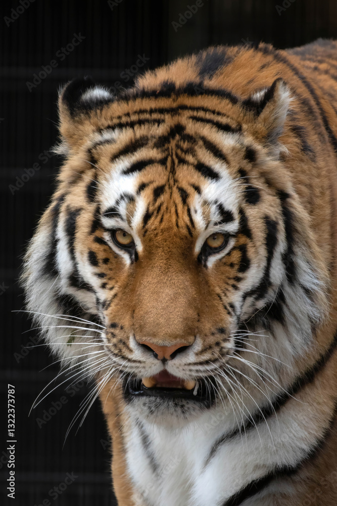 Siberian tiger (Panthera tigris altaica)angry face Siberian tiger (Panthera tigris altaica)angry face