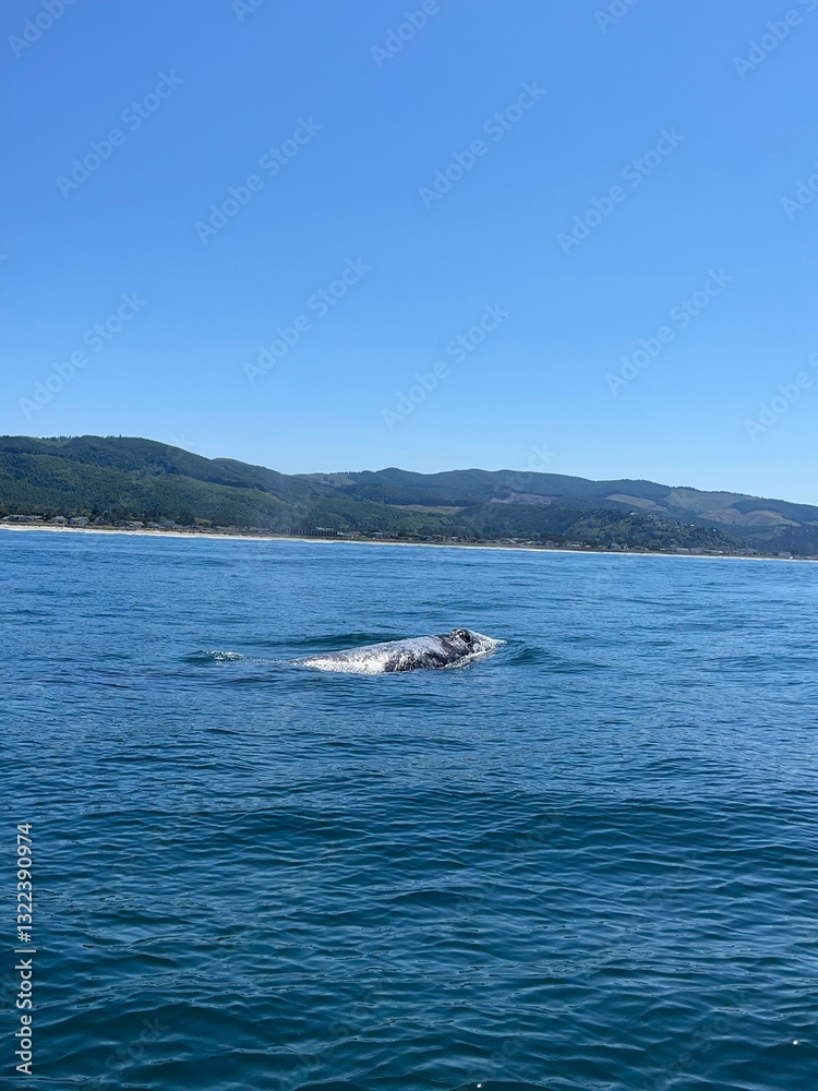 Fototapeta premium whale surfacing