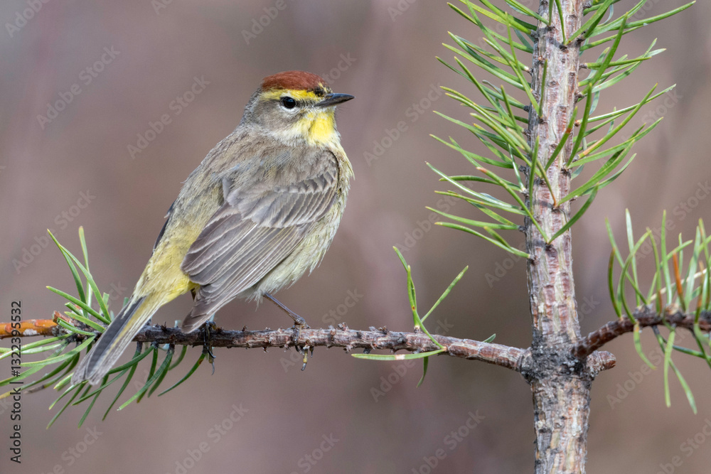 Obraz premium Palm Warbler (Setophaga palmarum), is a small songbird of the New World warbler family