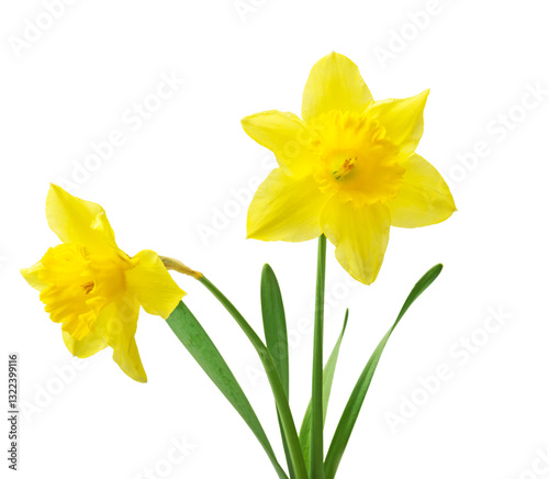 Spring floral border, beautiful fresh daffodils flowers, isolated on white background.
