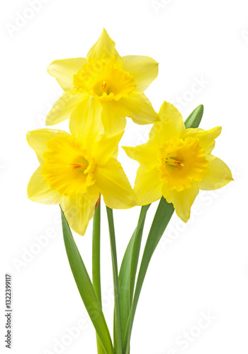 Spring floral border, beautiful fresh daffodils flowers, isolated on white background.
