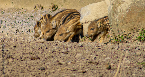 Wildschwein jung