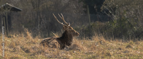 Hirsch