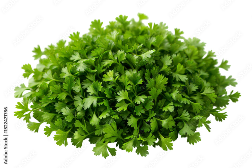 Obraz premium Fresh cilantro harvest urban garden food photography bright atmosphere close-up culinary delight, isolated on white or transparent background