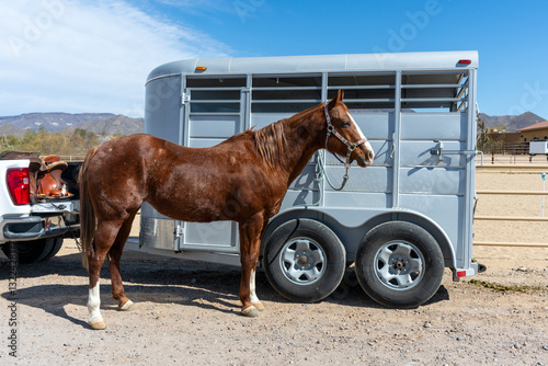 A beautiful quarter horse beside a horse trailer
