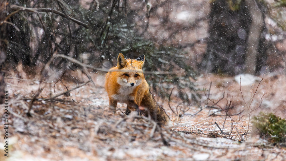 Red Fox in Boulder County Colorado Red Fox in Boulder County Colorado
