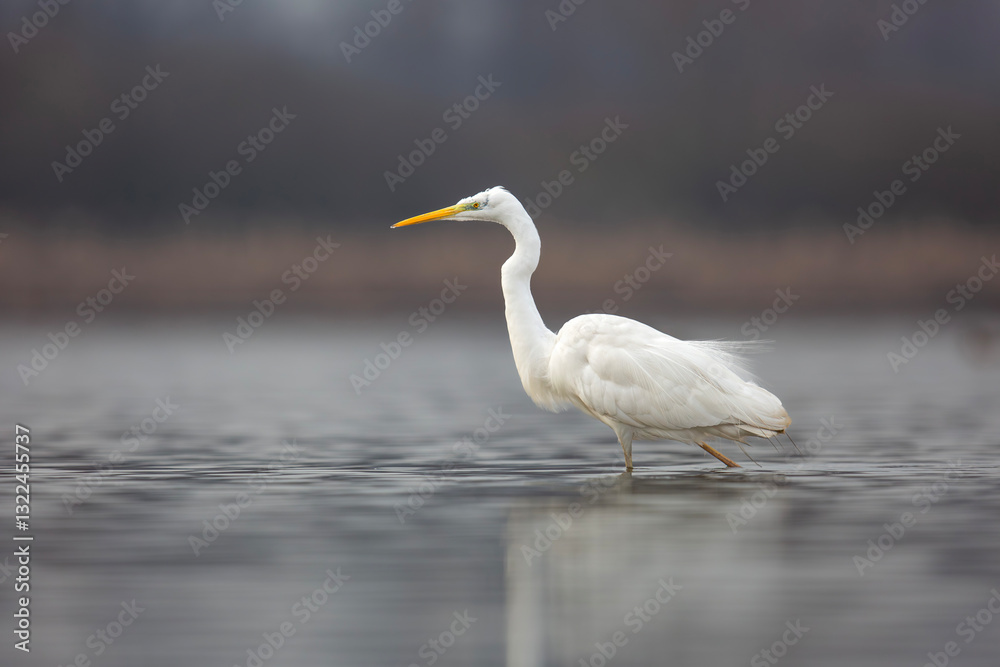 Czapla biała, great egret (Ardea alba) Czapla biała, great egret (Ardea alba)