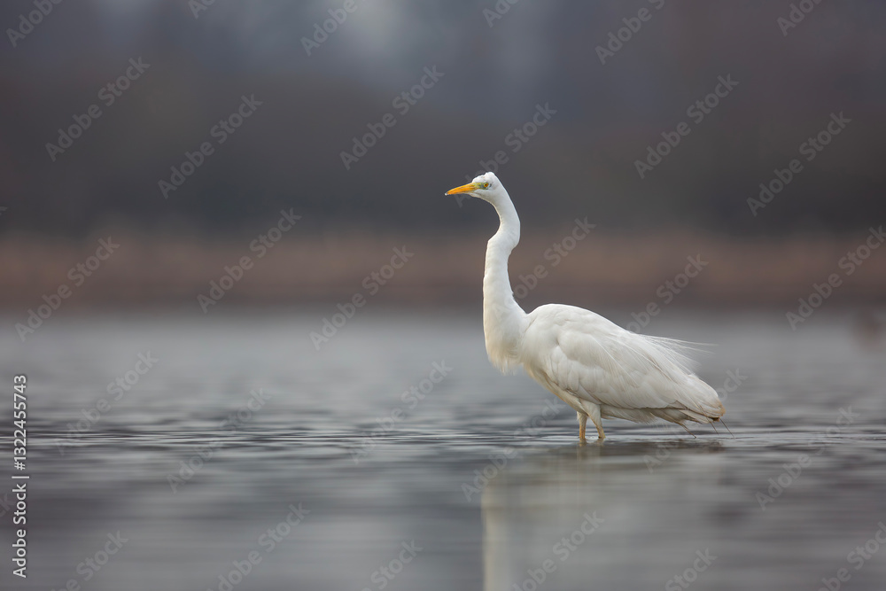 Czapla biała, great egret (Ardea alba) Czapla biała, great egret (Ardea alba)