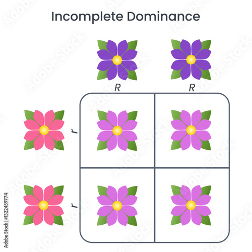 Incomplete Dominance genome sciences educational vector illustration infographic