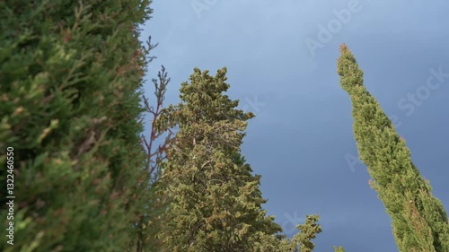 Trees Swaying in Strong Winds Under Sky During Extreme Weather Conditions in Slow Motion