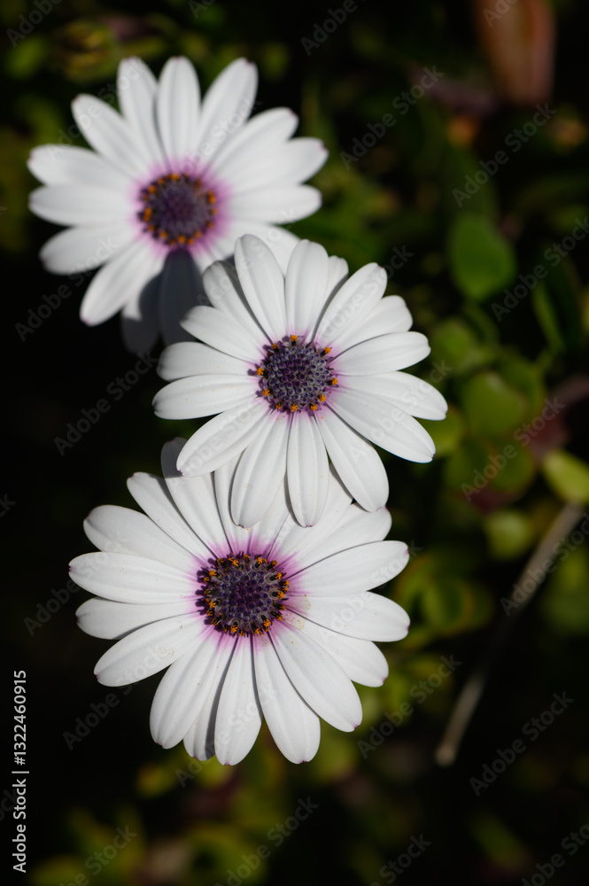 Delicate white daisies blooming under soft sunlight in a serene garden setting Delicate white daisies blooming under soft sunlight in a serene garden setting