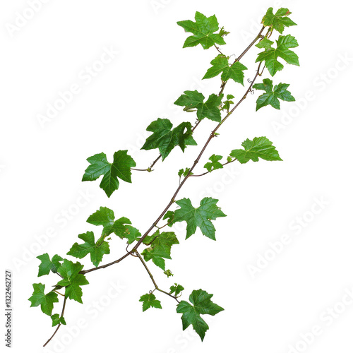 Elegant bush grape vine with threeleaved clusters on a clean Transparent background showcasing vibrant green foliage, Lierre PNG background Bush grape or three leaved wild vine cayratia