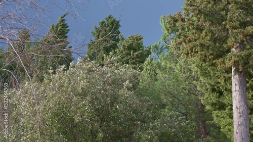 Trees Swaying in Strong Winds Under Sky During Extreme Weather Conditions in Slow Motion