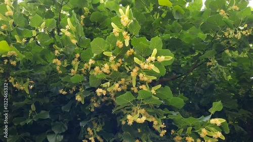 Yellow honey flowers of blossoming linden tree