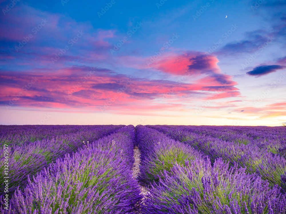 Obraz premium Lavender field at sunset. Provence France