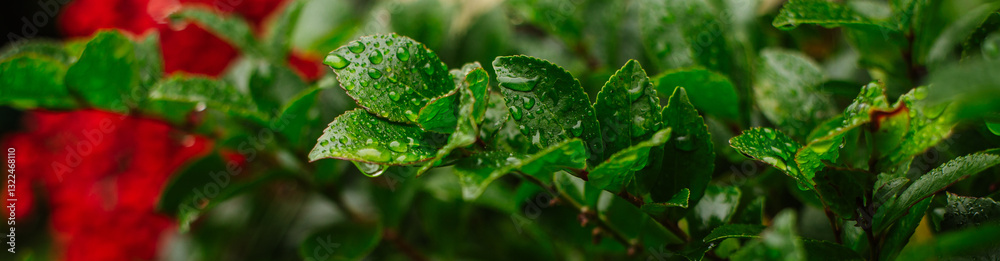 red poppy flowers and green leaves in rain red poppy flowers and green leaves in rain