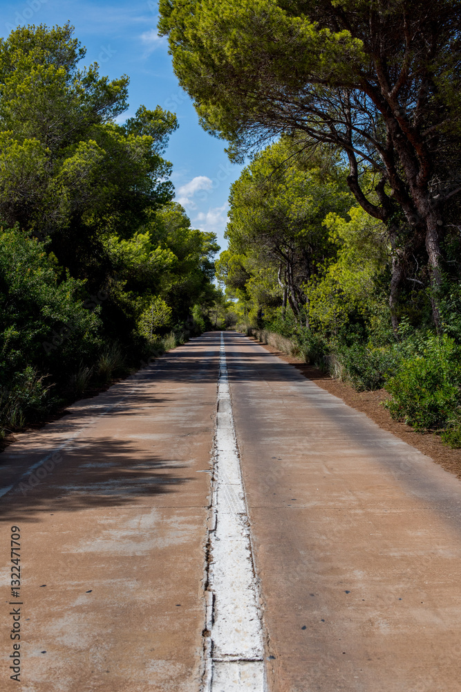 carretera entre pinares para acceder a la playa carretera entre pinares para acceder a la playa