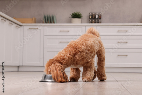 фотографія Cute dog eating pet food from feeding bowl at home