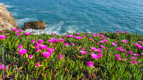 Wild coastal landscape of Portugal. Bright pink Carpobrotus edulis wild flowers with green succulent leaves in the background of blue Atlantic Ocean. Ground creeping plant of the family Aizoaceae. photo