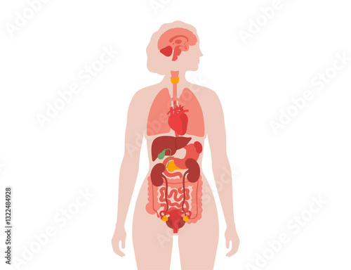 Human internal organs