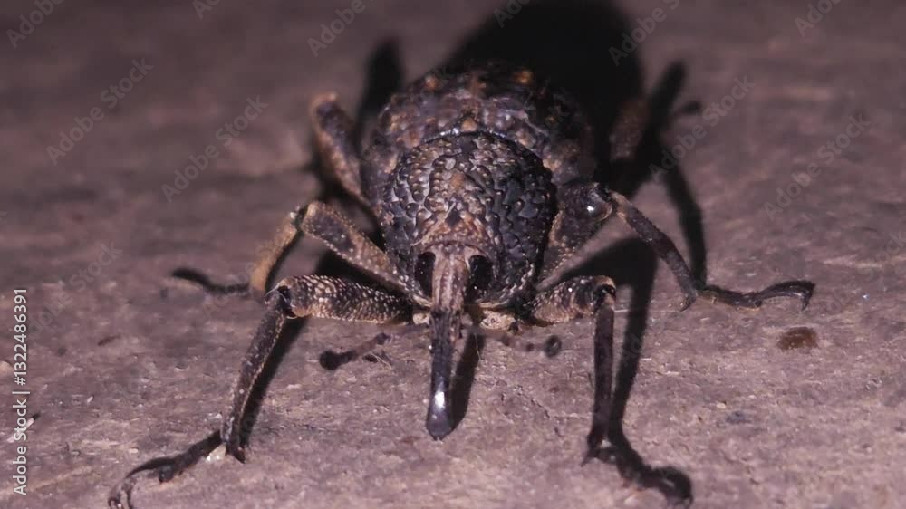 bettle walking on ground bettle walking on ground