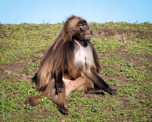 Adult Gelada Monkey Sitting on Grass