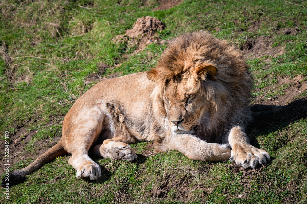 Young Male Lion Resting on Grass Young Male Lion Resting on Grass