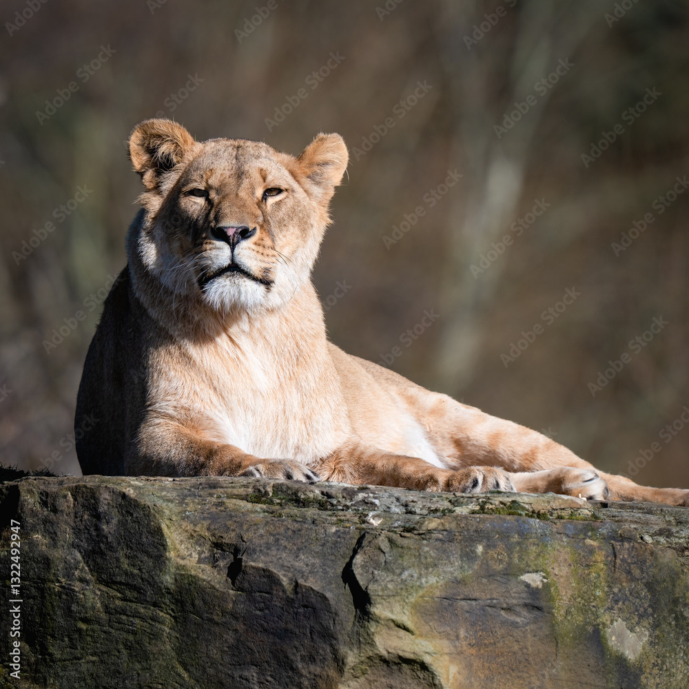 Young Female Lion Resting on a Large Rock Young Female Lion Resting on a Large Rock