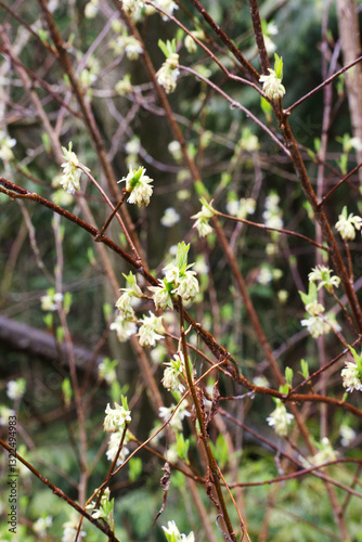 Foto osoberry, squaw plum, Indian plum, or Indian Peach (Oemleria cerasiformis)