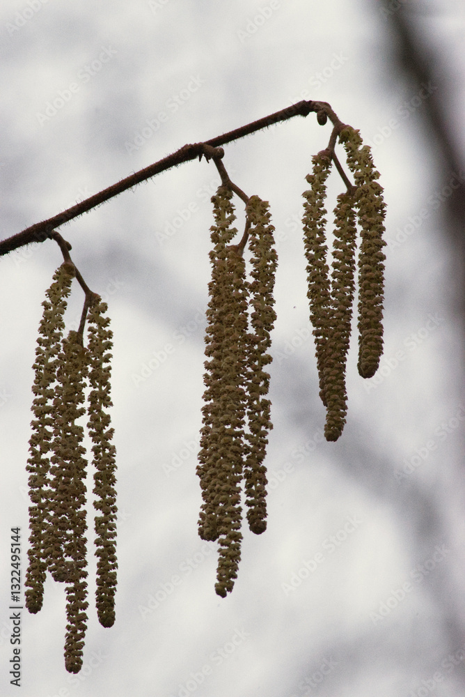 Naklejka premium Hazel Alder