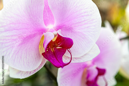 Obraz na płótnie A close-up view of a pink orchid in full bloom with delicate petals and vibrant colors, highlighting the intricate beauty of this exotic tropical flower. w salonie