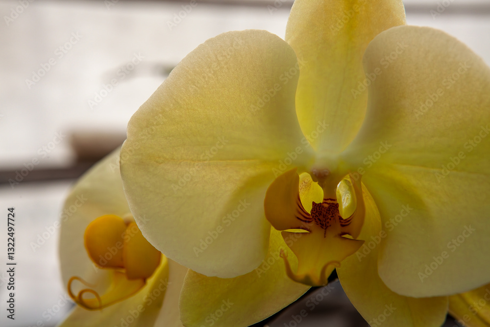 A close-up view of a delicate yellow orchid in full bloom with intricate petals and vibrant yellow tones, capturing its natural beauty and elegance in a soft-focus botanical setting.