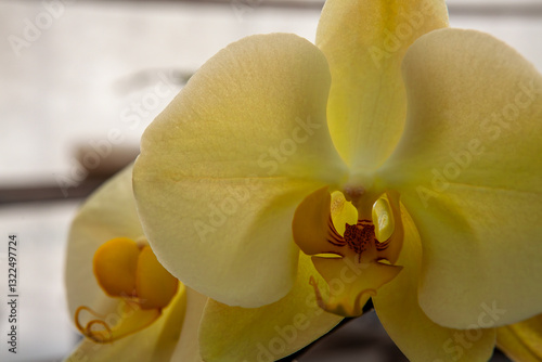Obraz na płótnie A close-up view of a delicate yellow orchid in full bloom with intricate petals and vibrant yellow tones, capturing its natural beauty and elegance in a soft-focus botanical setting. w salonie
