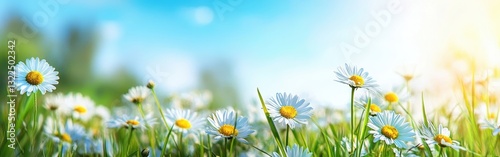 Bright and Cheerful Daisy Flowers Blooming in a Lush Green Meadow Under a Clear Blue Sky with Soft Sunlight in a Vibrant Nature Landscape