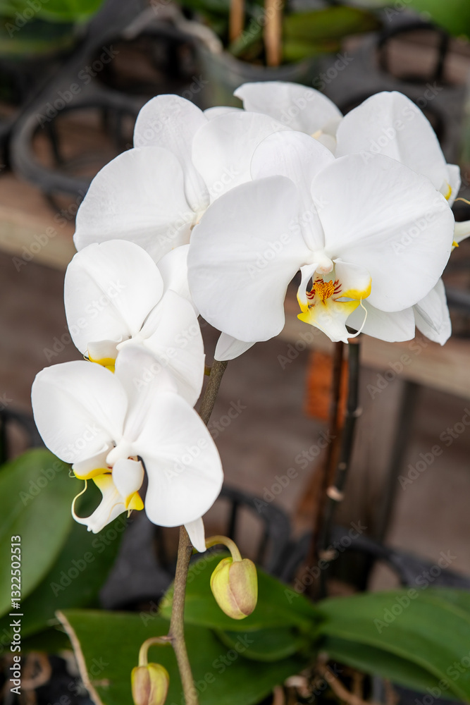 A close-up of a beautiful white Phalaenopsis orchid with delicate petals and a vibrant yellow center, surrounded by lush green leaves in an indoor greenhouse setting.