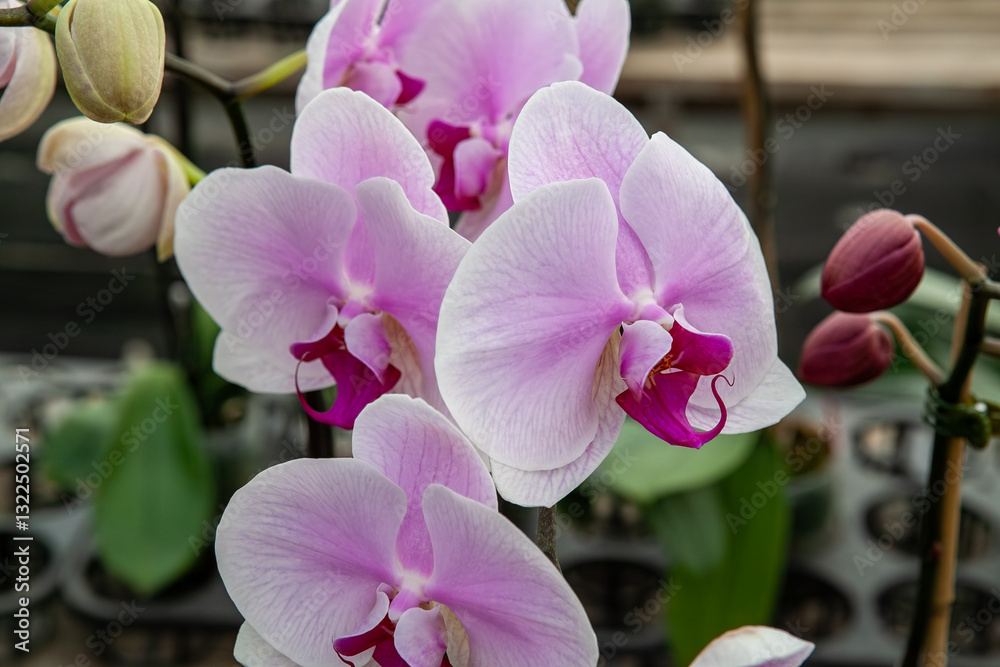 A close-up of blooming pink Phalaenopsis orchids with delicate petals and vibrant colors, showcasing their natural elegance and exotic appeal in a greenhouse setting.