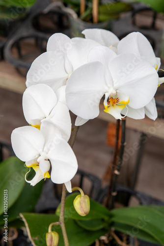 Obraz na płótnie A close-up of a beautiful white Phalaenopsis orchid with delicate petals and a vibrant yellow center, surrounded by lush green leaves in an indoor greenhouse setting. w salonie