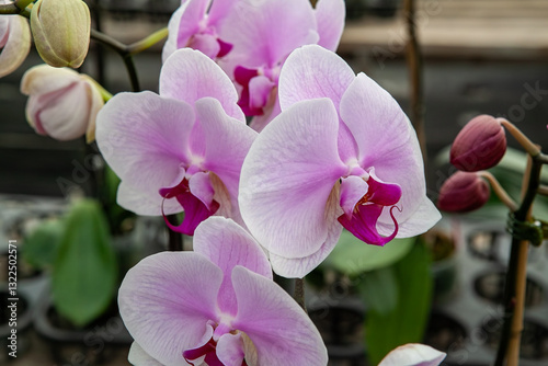 Obraz na płótnie A close-up of blooming pink Phalaenopsis orchids with delicate petals and vibrant colors, showcasing their natural elegance and exotic appeal in a greenhouse setting. w salonie